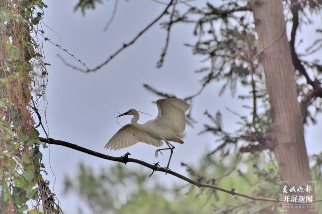 11小白鹭 (33)-FZ100413852489.jpg