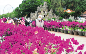 游客在大观公园观赏三角梅。记者黄晓松摄 游客在大观公园观赏三角梅。记者黄晓松摄