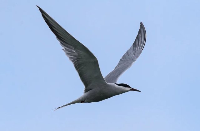 德宏拍摄到普通燕鸥（图据云南号-德宏发布）