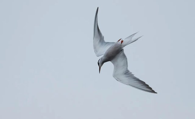 德宏拍摄到普通燕鸥（图据云南号-德宏发布）