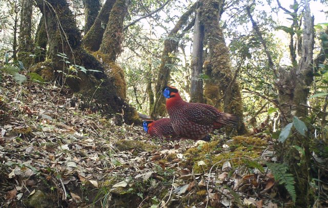 身披五彩华衣 林中漫步觅食!近危物种红腹角雉频现云南龙陵