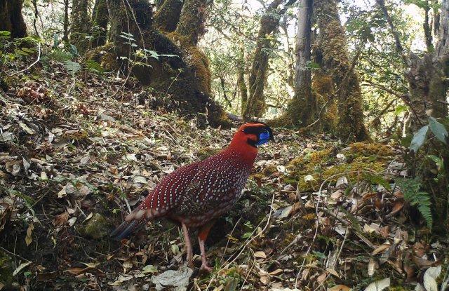 身披五彩华衣 林中漫步觅食!近危物种红腹角雉频现云南龙陵