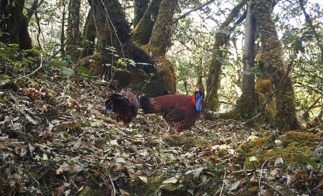 身披五彩华衣 林中漫步觅食!近危物种红腹角雉频现云南龙陵