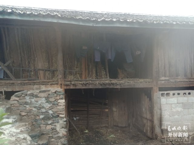 大理这十年|在巍山种下一个梦想,把这里变成柠檬之乡(开屏新闻记者 杨维琦 摄)