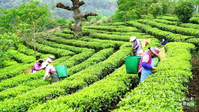 大理这十年|在巍山种下一个梦想,把这里变成柠檬之乡(开屏新闻记者 杨维琦 摄)