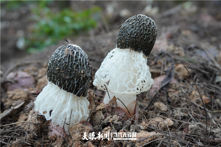 1655217686784922.jpg 5_副本.jpg