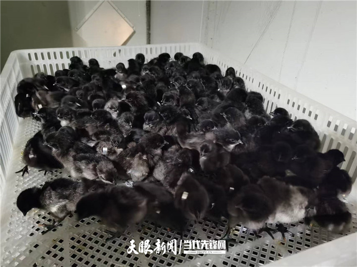 1655217794782560.jpg 6_副本.jpg