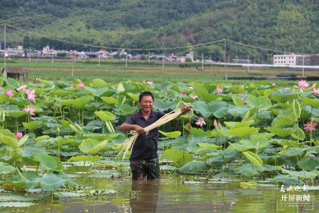 荷花1