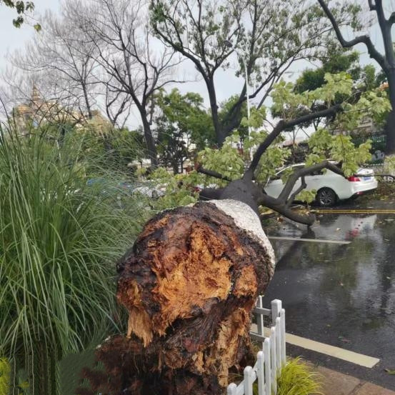 金兰路64株泡桐存隐患被应急清理（西山区城市管理局 供图）