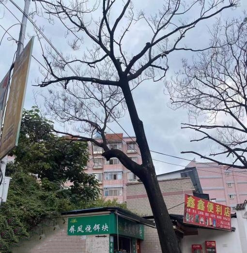 金兰路64株泡桐存隐患被应急清理（西山区城市管理局 供图）