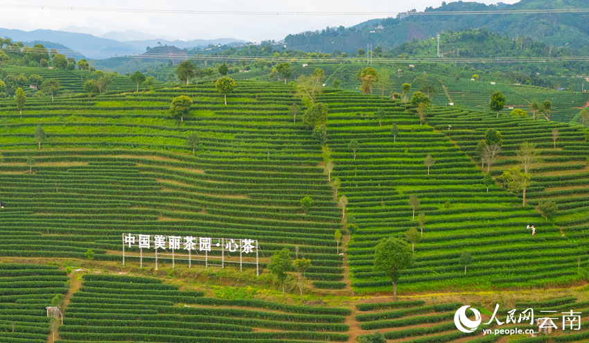站在百里普洱茶道观景台上眺望,漫山茶园尽收眼底。人民网 王星摄