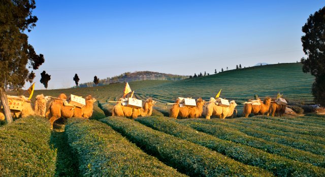 羊楼洞古镇(供图)