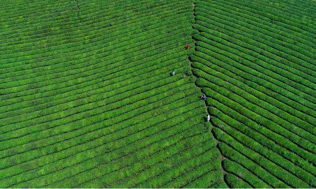 羊楼洞古镇(供图)