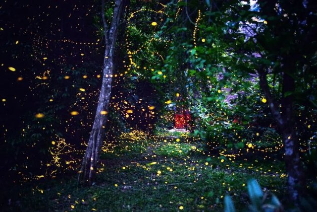 萤火虫.jpg