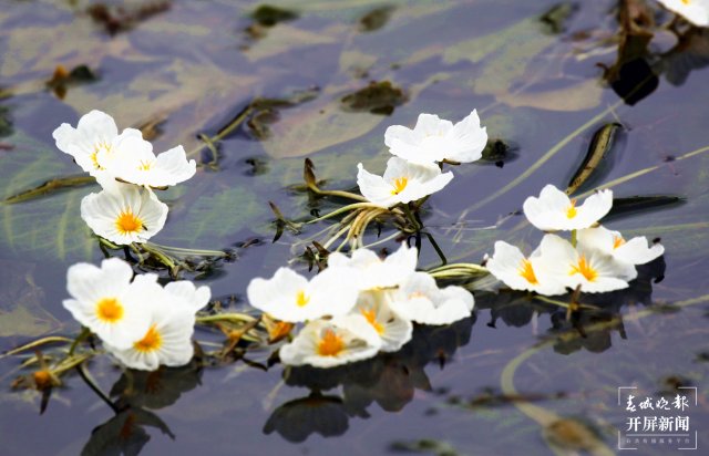 云南沾益海峰湿地 海菜花（开屏新闻记者 蒋琼波 通讯员 舒婷婷 摄）