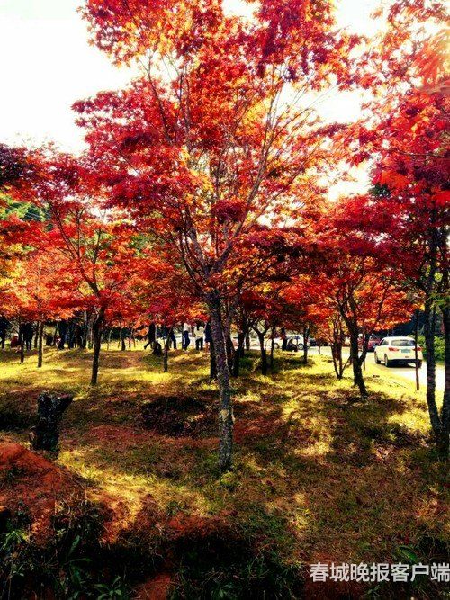 楚雄紫溪山枫叶 资料图