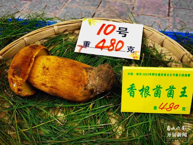 楚雄南华2022年野生菌美食文化节（春城晚报-开屏新闻记者 左学佳 摄）