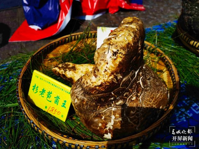 楚雄南华2022年野生菌美食文化节（春城晚报-开屏新闻记者 左学佳 摄）