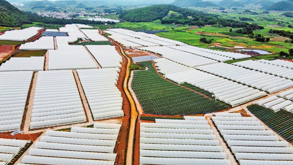 藍莓基地工人楊曉兵忙著檢測當天的藍莓基質進排液,