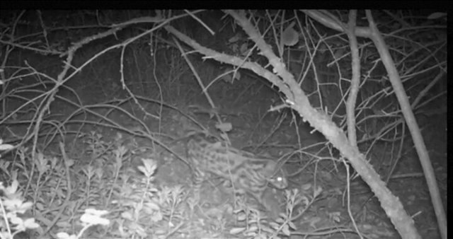 惊喜！云南珠江源省级自然保护区首次发现豹猫