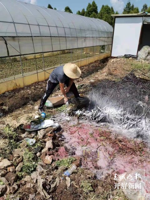 晋宁 滇池 福寿螺(开屏新闻记者记者 杨质高 通讯员 任红 摄)