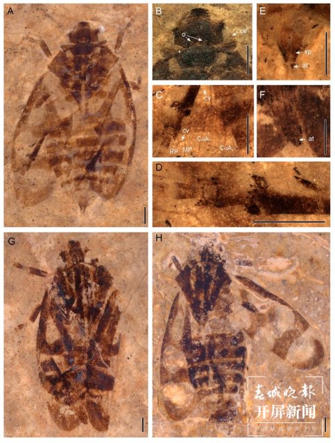 青藏高原发现昆虫新种西藏古胸沫蝉化石 (2).jpg