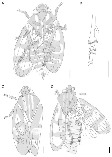 青藏高原发现昆虫新种西藏古胸沫蝉化石 (1).jpg