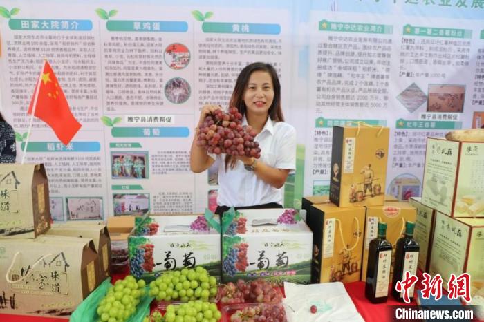 在金城街道展台,种植户展示一串葡萄,“丰收啦”! 顾士刚 摄 在金城街道展台,种植户展示一串葡萄,“丰收啦”! 顾士刚 摄