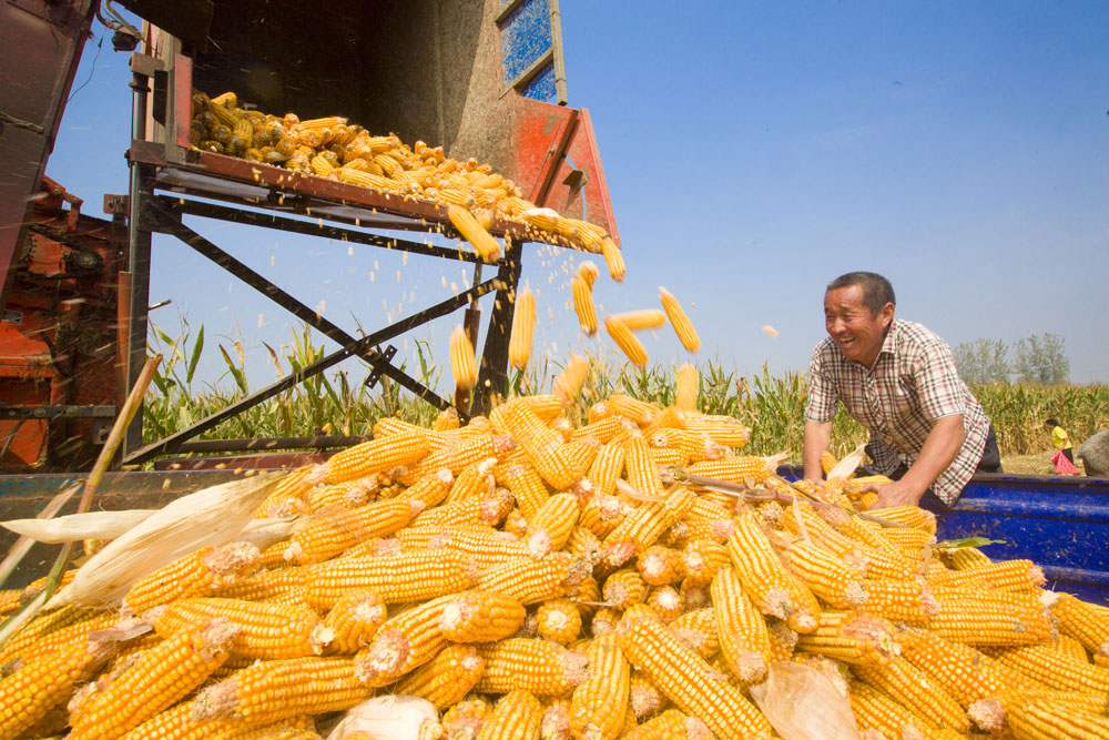 河南省商丘市夏邑县会亭镇郭楼村农田里，村民忙着收获玉米。（王高超 摄）
