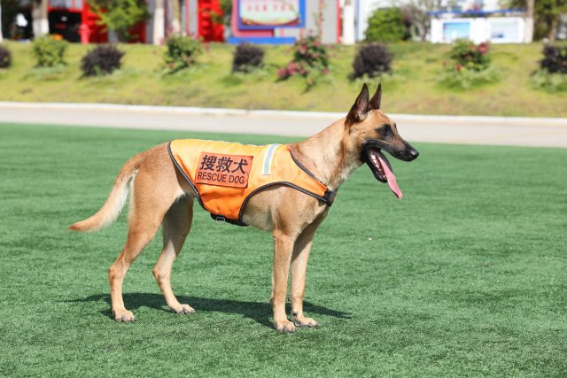 搜救犬奶酪 陈胜瑶摄.JPG