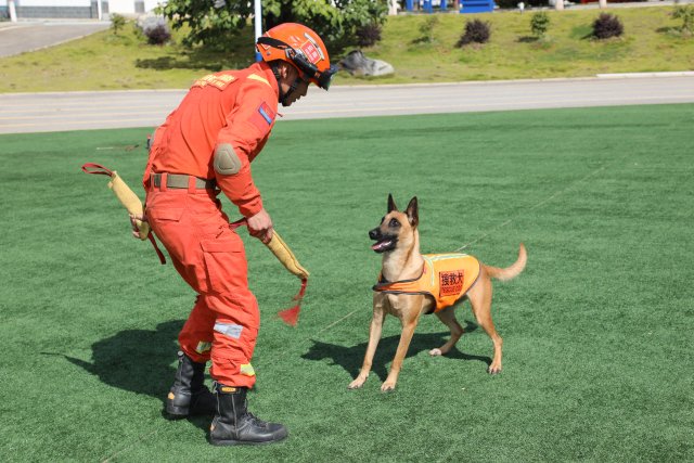 图为训导员何锦标在和搜救犬奶酪玩耍互动 陈胜瑶摄 (2).JPG
