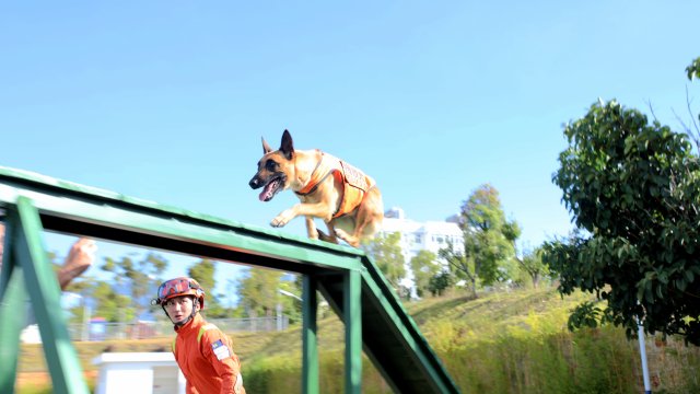 图为搜救犬奶酪跃起翻过竖梯，快速经过独木桥 陈胜瑶摄.JPG
