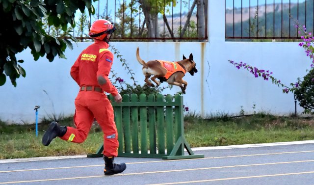图为搜救犬奶酪正在跨越栅栏训练 陈胜瑶摄 (2).JPG