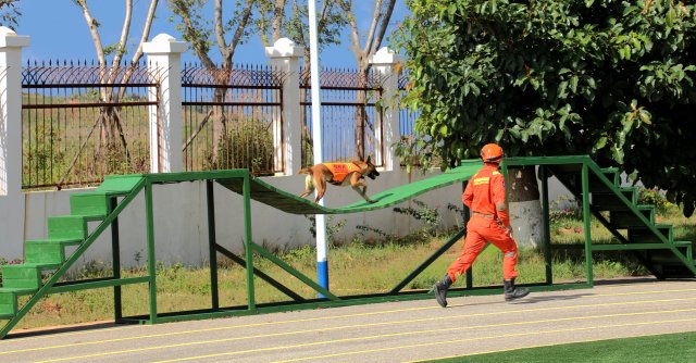 图为搜救犬奶酪快速通过浮桥障碍 陈胜瑶摄.JPG