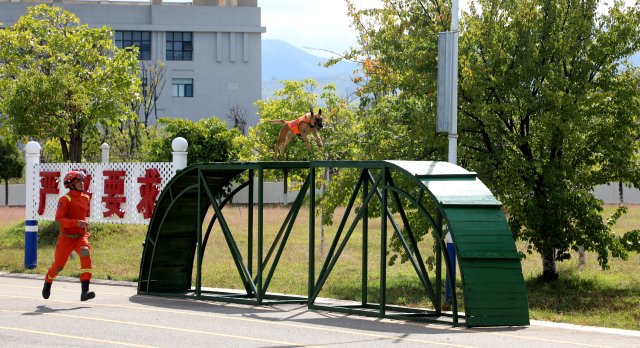 图为搜救犬奶酪通过断桥训练 陈胜瑶摄.JPG