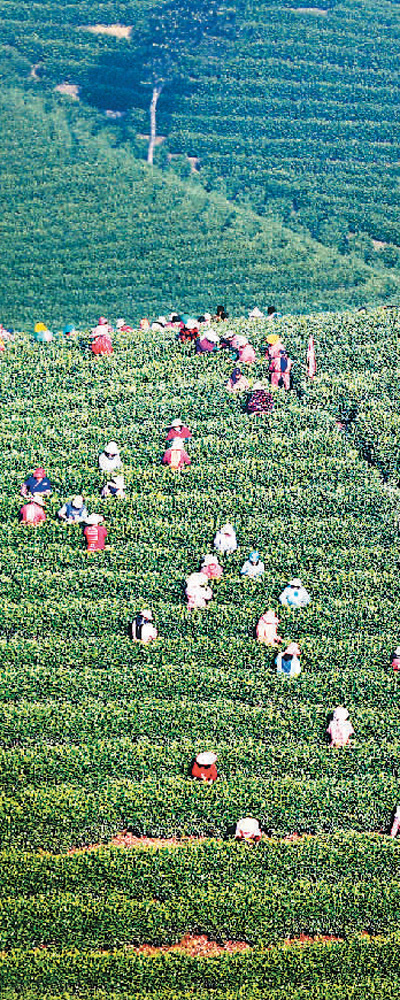 安吉茶农在白茶园中劳作。潘学康摄 安吉茶农在白茶园中劳作。潘学康摄