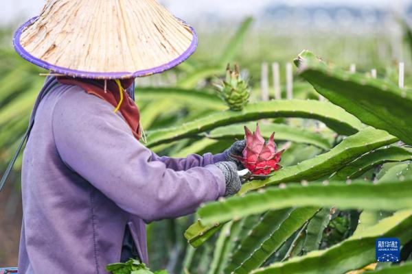 海南东方火龙果丰收