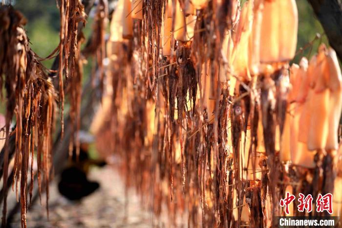 山东日照:鱼虾丰收“晒秋”忙