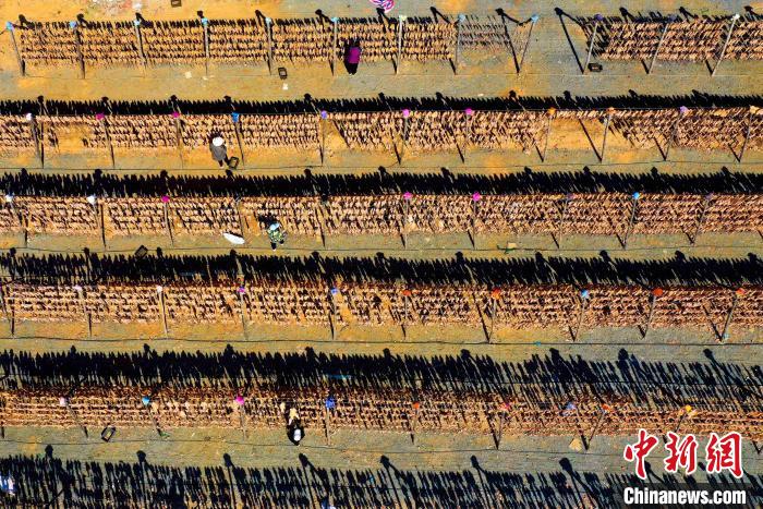 眼下正值岚山区渔民收获的季节,晾晒鱼虾成为当地一道独特的风景。(无人机照片) 丁敏航 摄 眼下正值岚山区渔民收获的季节,晾晒鱼虾成为当地一道独特的风景。(无人机照片) 丁敏航 摄