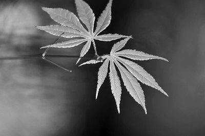 霜降:繁霜起处米谷满仓 霜降:繁霜起处米谷满仓