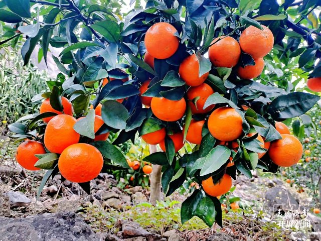 永善沃柑熟了,飘香金沙江,尝鲜要抓紧!