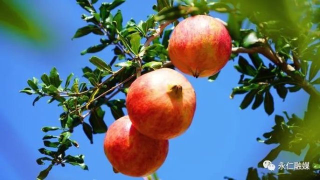 楚雄永仁维的乡:“果”然不同 擦亮“四美”乡村甜美底色
