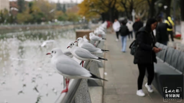 环西桥海鸥（春城晚报-开屏新闻记者王宇衡周柯妤摄）