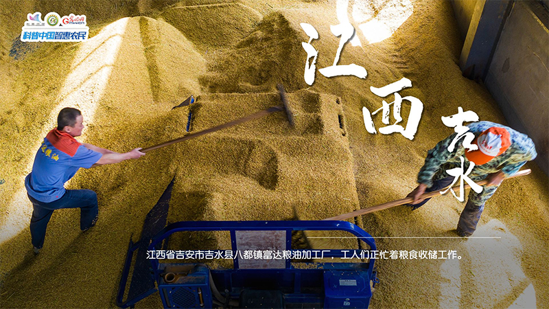 粮田绘“丰”景 | 颗粒归仓!全国秋粮收获超11亿亩 粮田绘“丰”景 | 颗粒归仓!全国秋粮收获超11亿亩