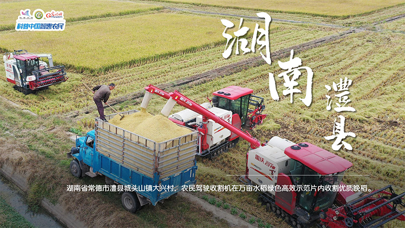粮田绘“丰”景 | 颗粒归仓!全国秋粮收获超11亿亩 粮田绘“丰”景 | 颗粒归仓!全国秋粮收获超11亿亩