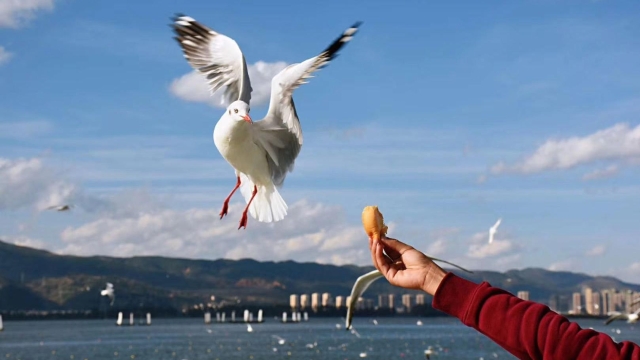 它来了它来了,红嘴鸥大部队即将到来,这些观鸥地请收藏!