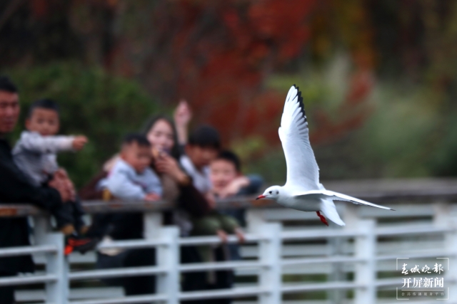 曲靖玉顺湖海鸥(开屏新闻记者 蒋琼波及通讯员摄影报道)