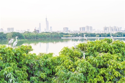 广州城央有个“绿地”—海珠湿地。受访单位供图