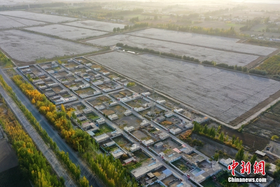 图为10月18日,新疆阿克苏地区沙雅县红旗镇一处棉田。(无人机照片) 中新社发 柳玉柱 摄 图为10月18日,新疆阿克苏地区沙雅县红旗镇一处棉田。(无人机照片) 中新社发 柳玉柱 摄