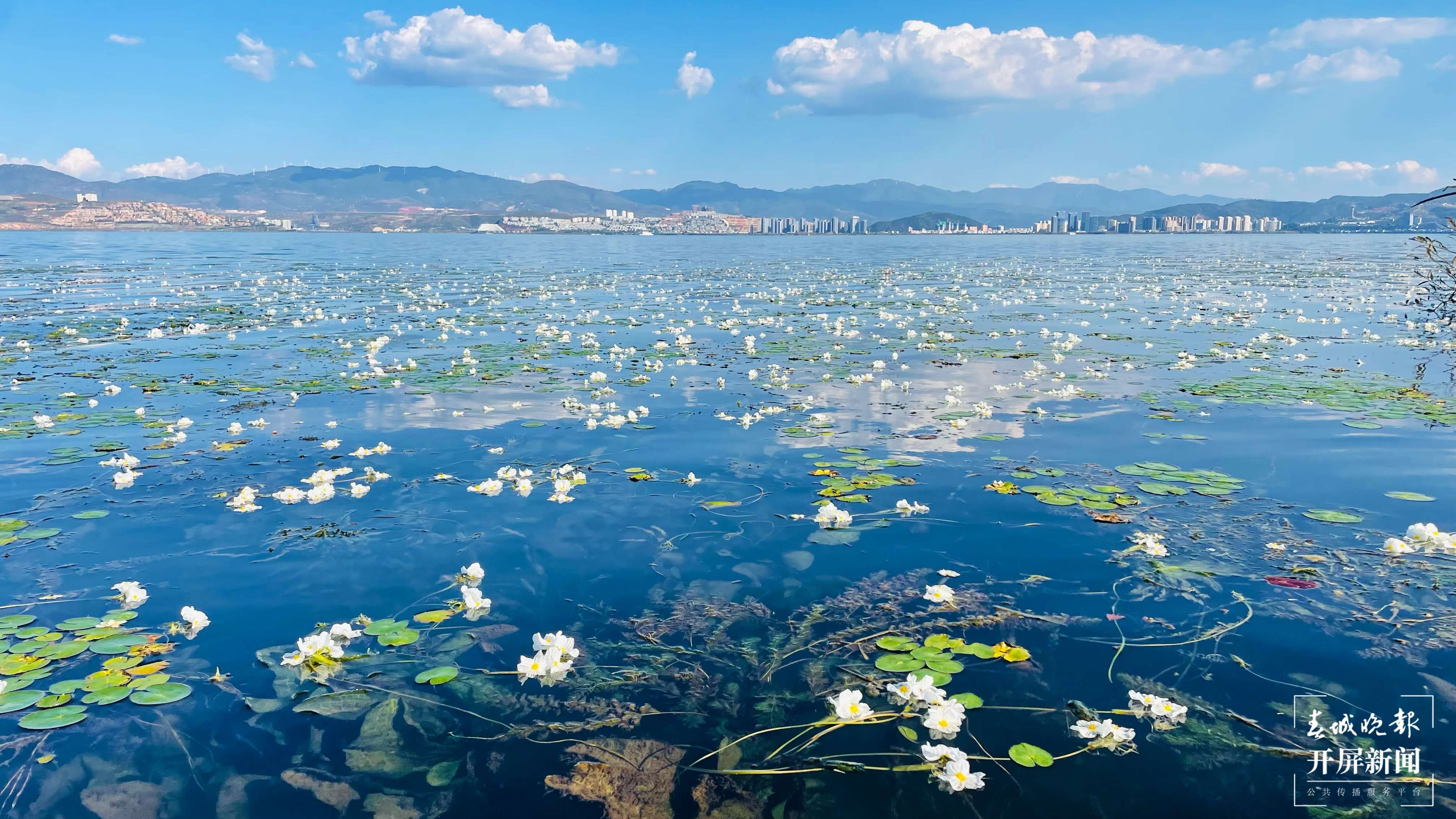 洱滨村海菜花开，太仙了！1.jpg